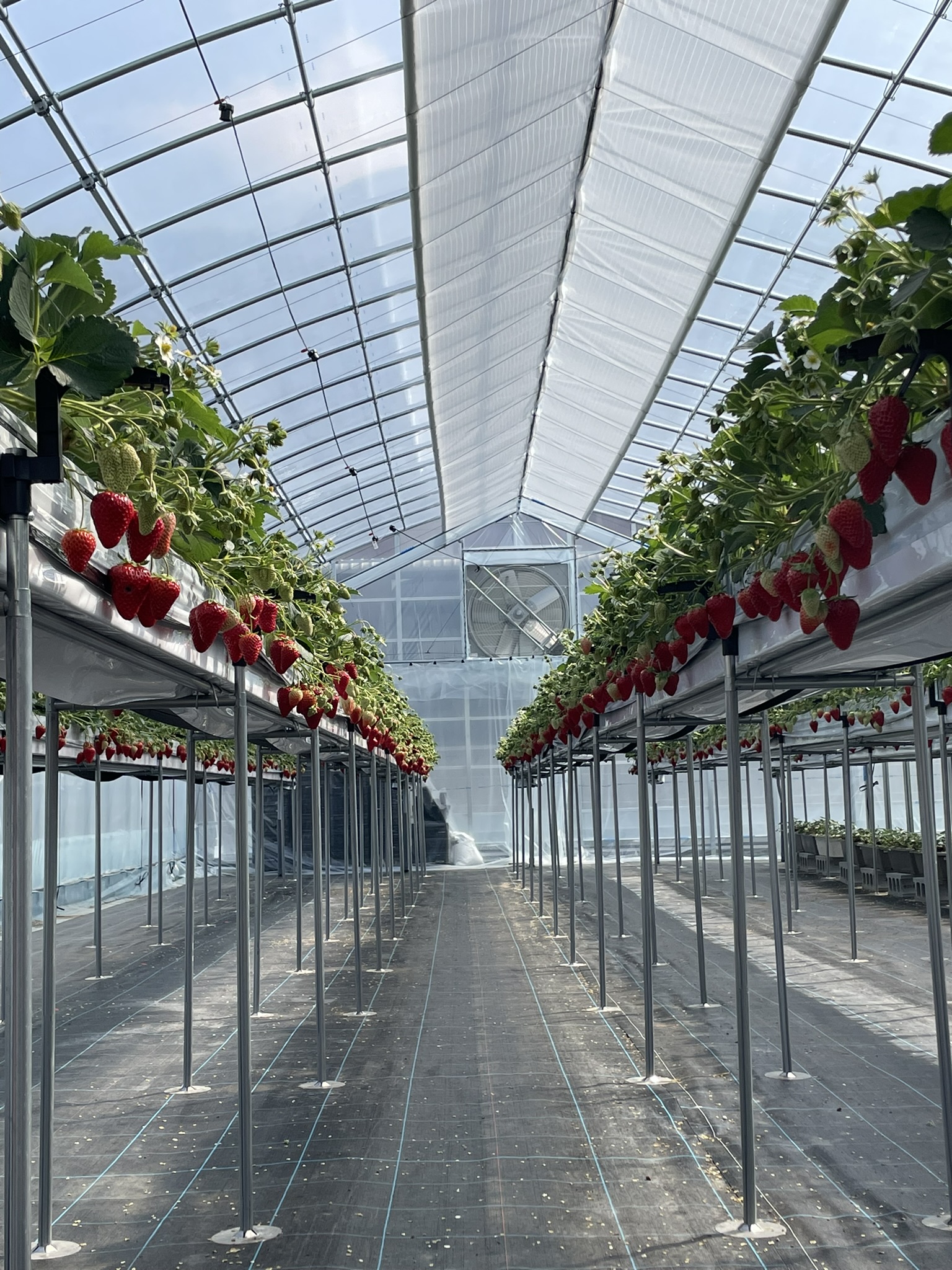 【メール便送料無料対応可】 🍓いちごdeいちえ 島本町 その他