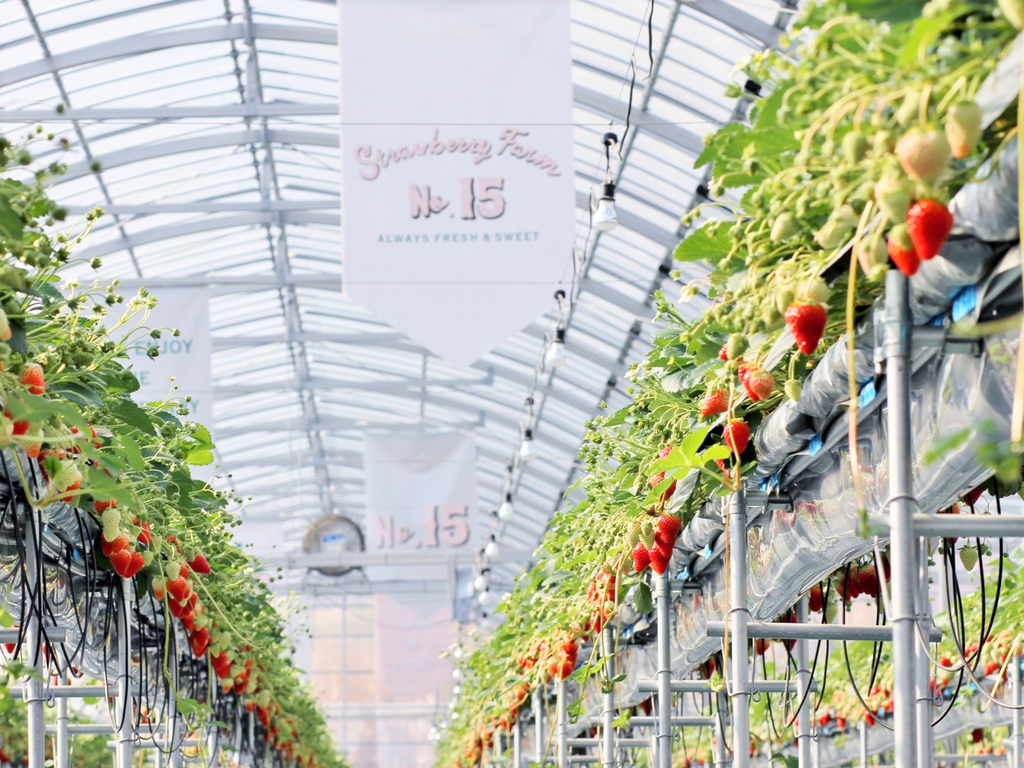 Strawberry Farm No.15🍓 the Farm UNIVERSALいちご園