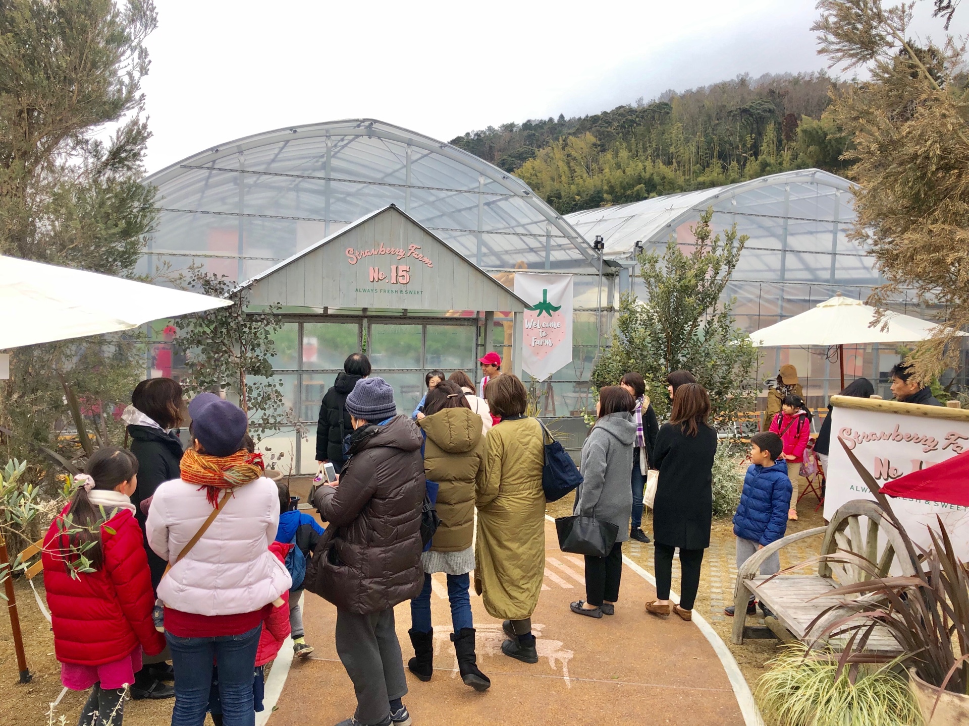 Strawberry Farm No.15🍓 the Farm UNIVERSALいちご園