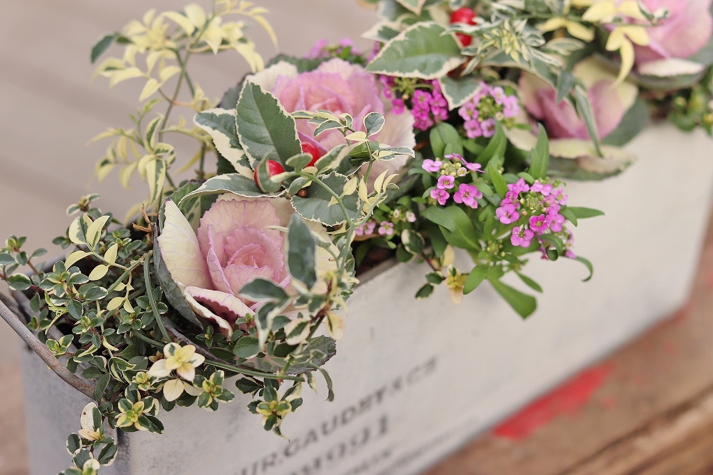 12 12 木 午前の部 ブリキに植えるお正月の洋風寄せ植えworkshop