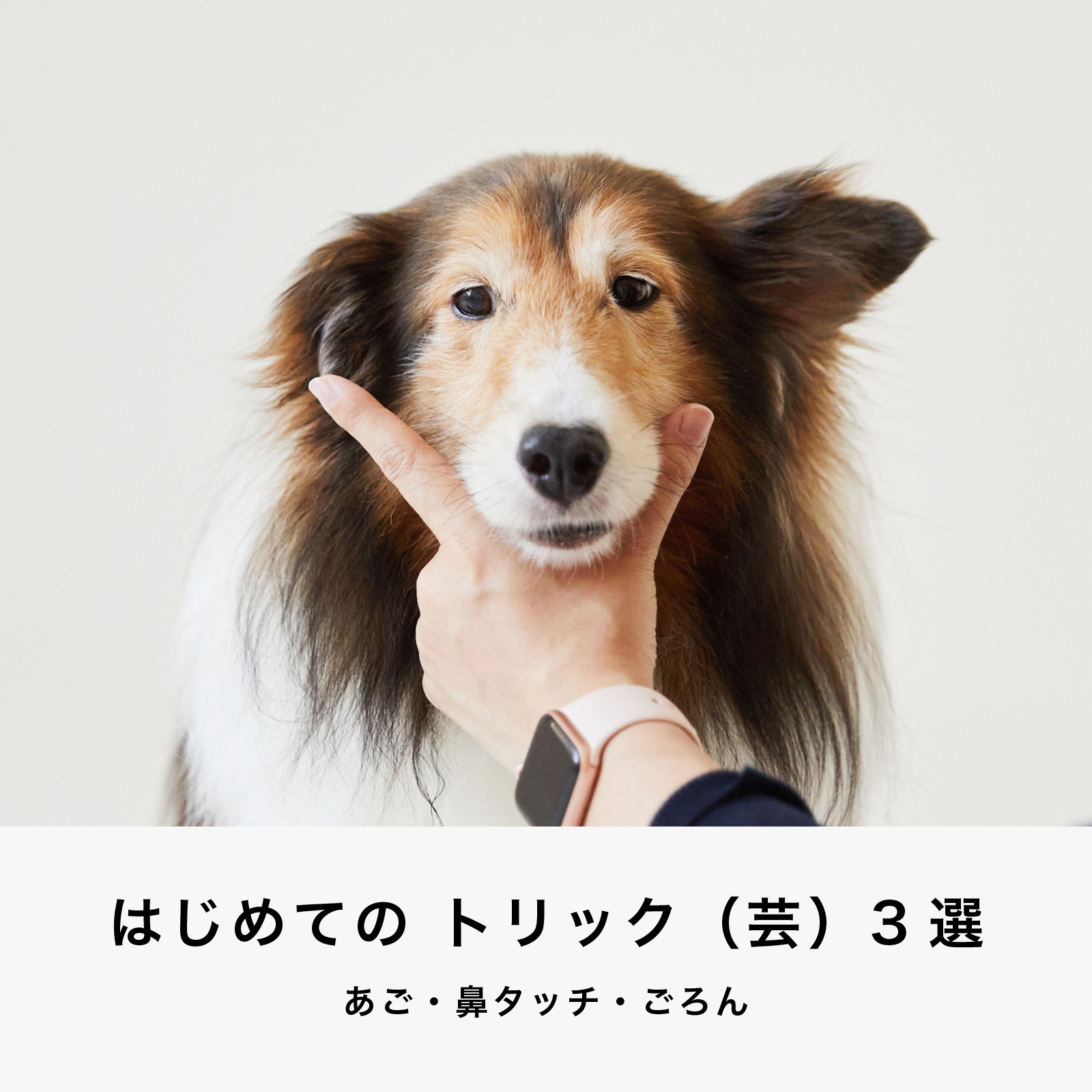 はじめてのトリック 芸 3選