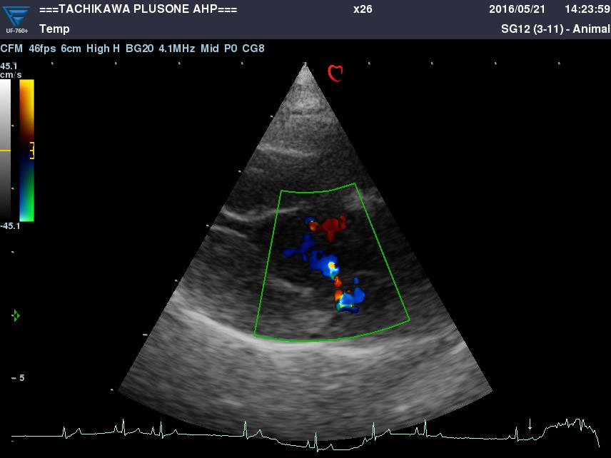 犬・猫の循環器科（心臓病）の専門診療