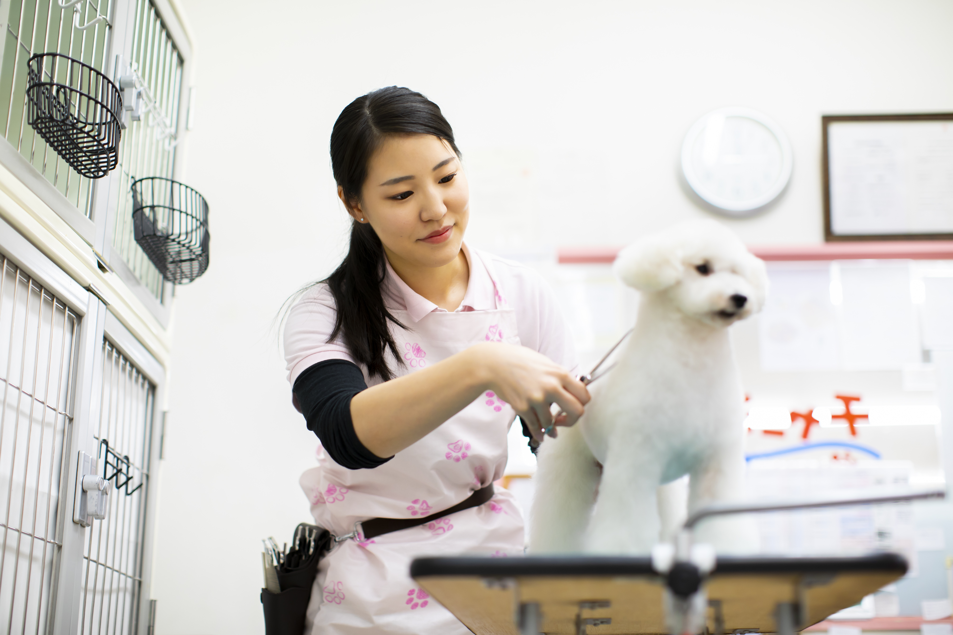 愛犬美容看護専門学校トリミング予約フォーム