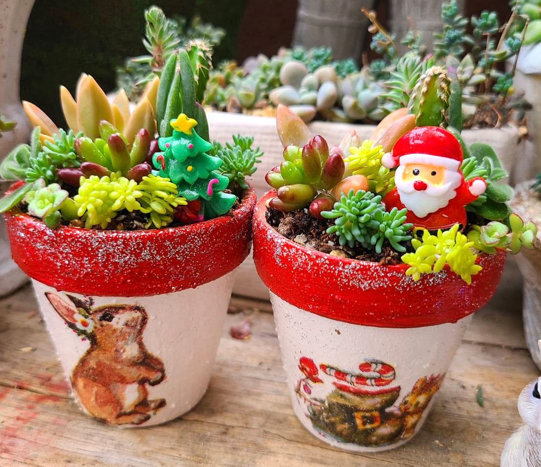 サンタorクリスマスツリー 多肉植物寄せ植え体験」