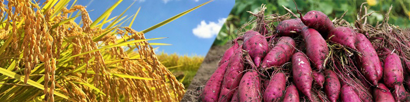 21 10 16 芋掘り 稲刈り 収穫体験 第2回