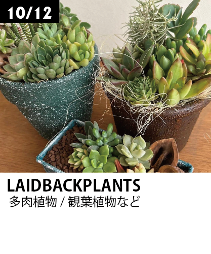 LAIDBACKPLANTS