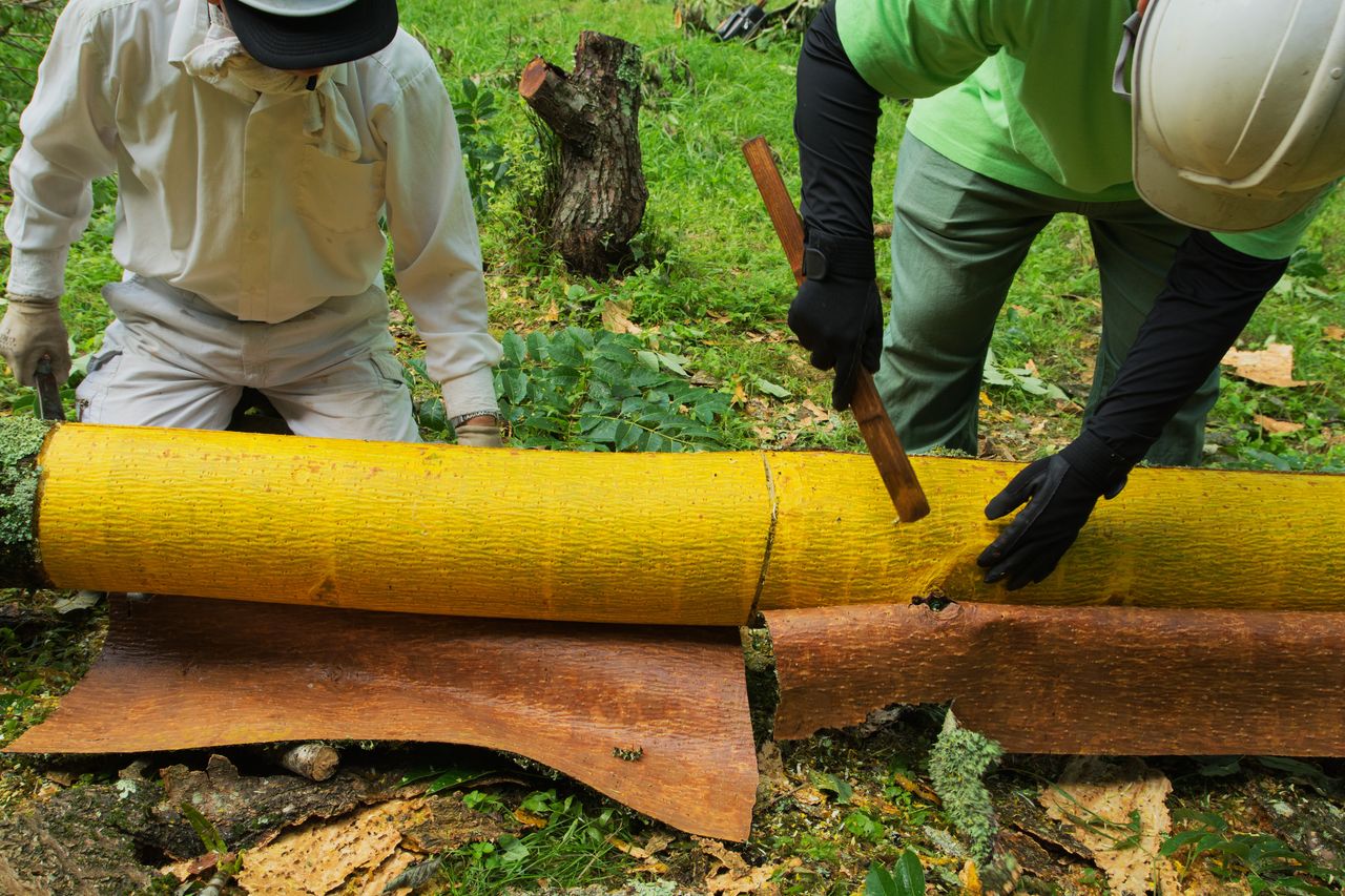 黄檗オウバク　キハダ　縮杢造り　盛器 黄檗オウバク キハダ 縮杢造り 盛器